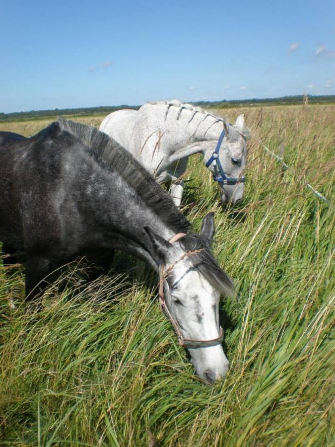 Sassi Talu Horsefarm Hotell Parnumaa Eksteriør bilde